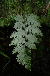 Hymenophyllum scabrum. Sterile fronds showing the winged rachis, and bristly hairs on the stipe and rachis. 
 Image: L.R. Perrie © Leon Perrie 2015 CC BY-NC 3.0 NZ